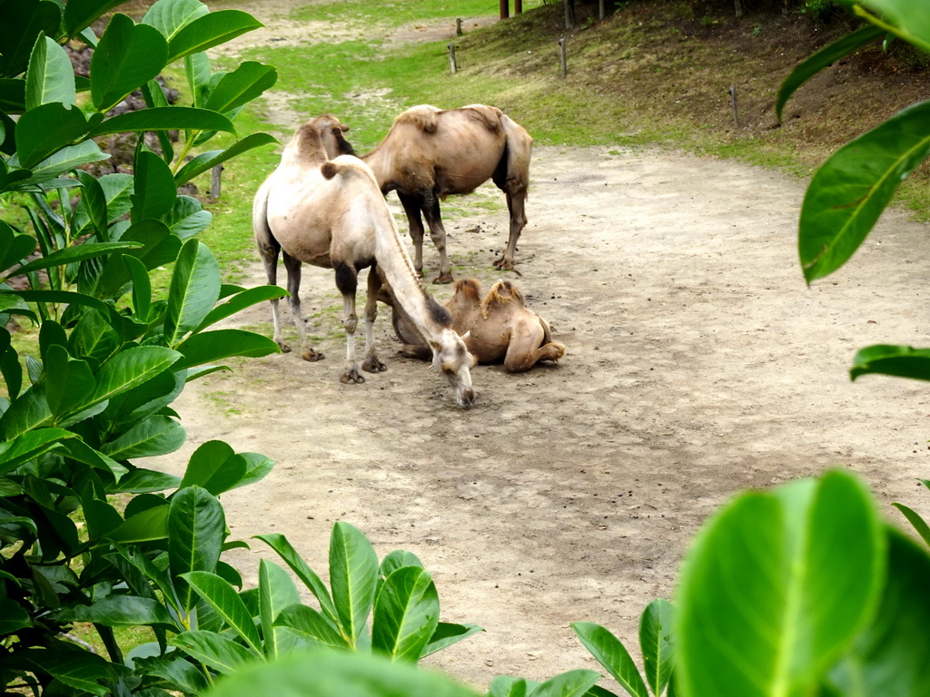 Camels at the Dierenrijk zoo