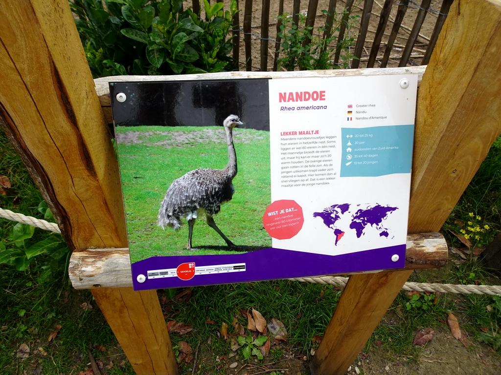 Explanation on the Nandu at the Dierenrijk zoo