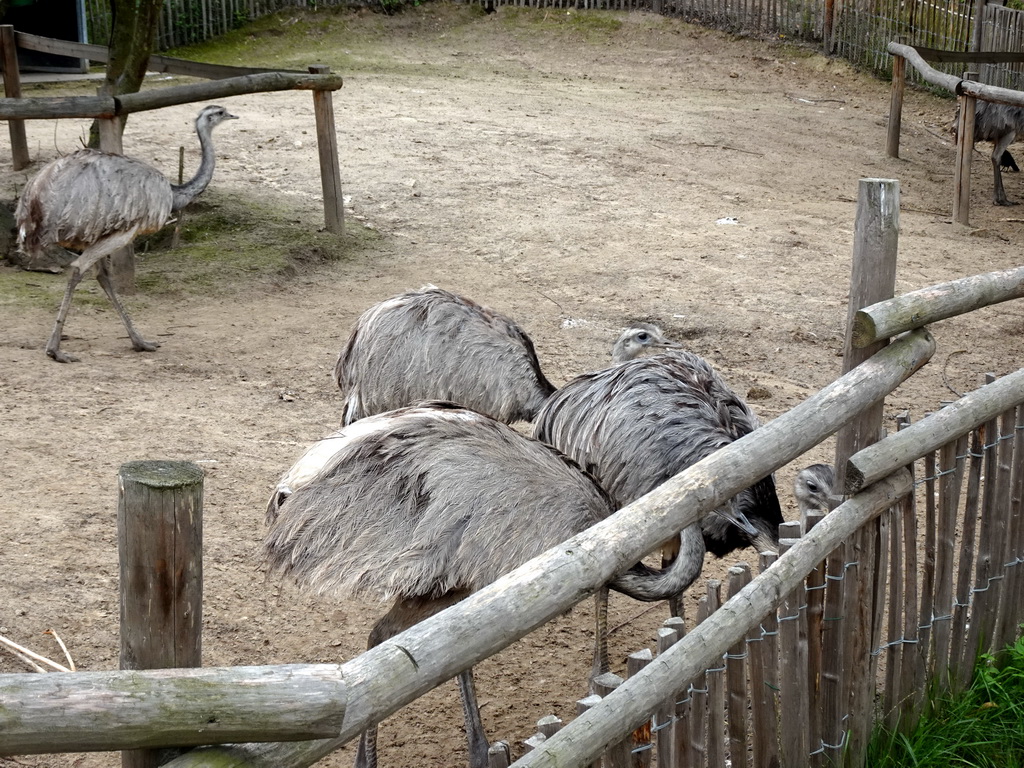 Nandus at the Dierenrijk zoo