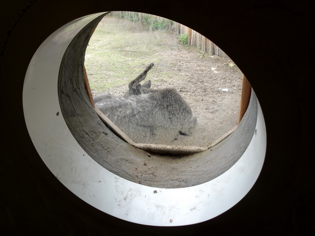 Reindeer at the Dierenrijk zoo