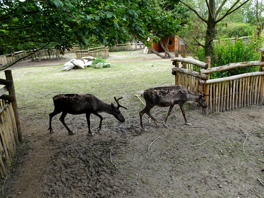 Reindeer at the Dierenrijk zoo