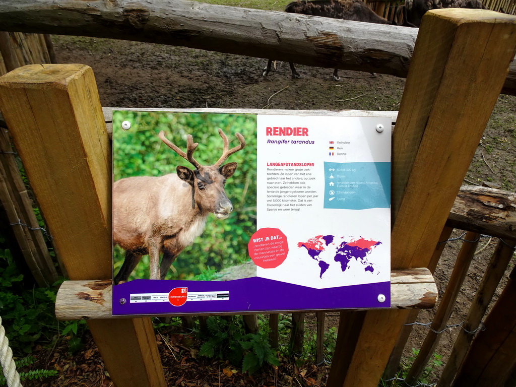 Explanation on the Reindeer at the Dierenrijk zoo