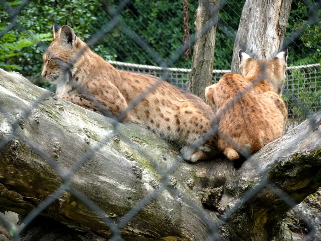 Eurasian Lynxes at the Dierenrijk zoo