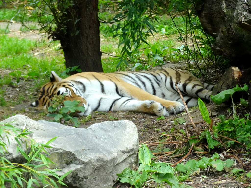 Siberian Tiger at the Dierenrijk zoo