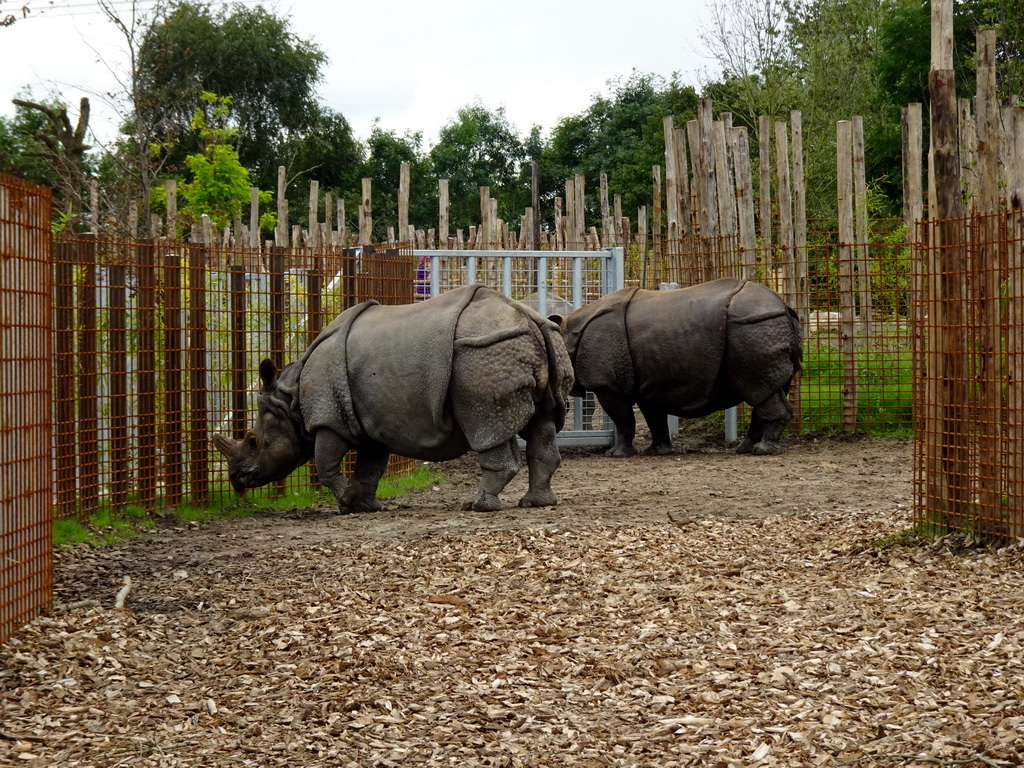 Indian Rhinoceroses at the Dierenrijk zoo