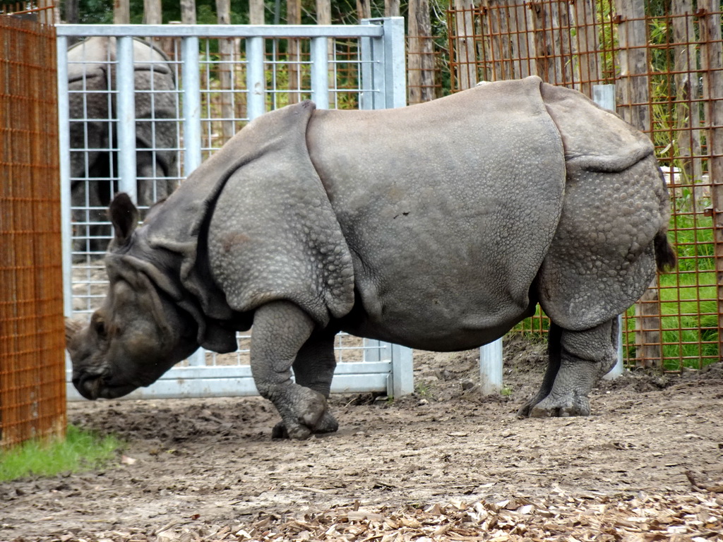 Indian Rhinoceros at the Dierenrijk zoo