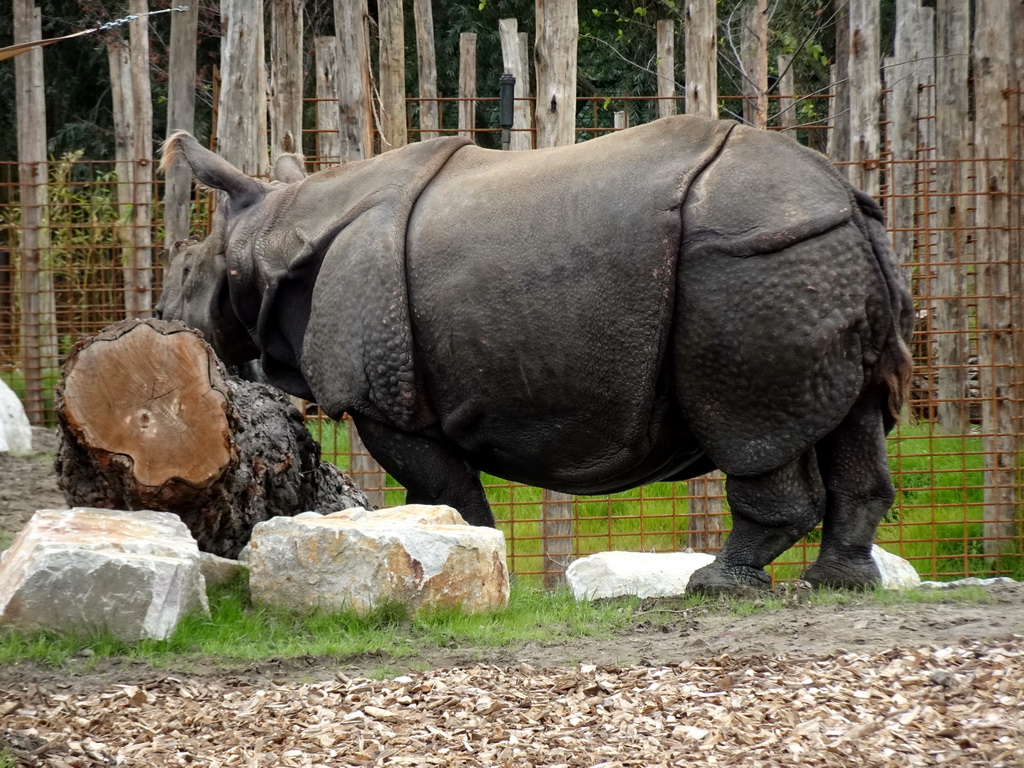 Indian Rhinoceros at the Dierenrijk zoo