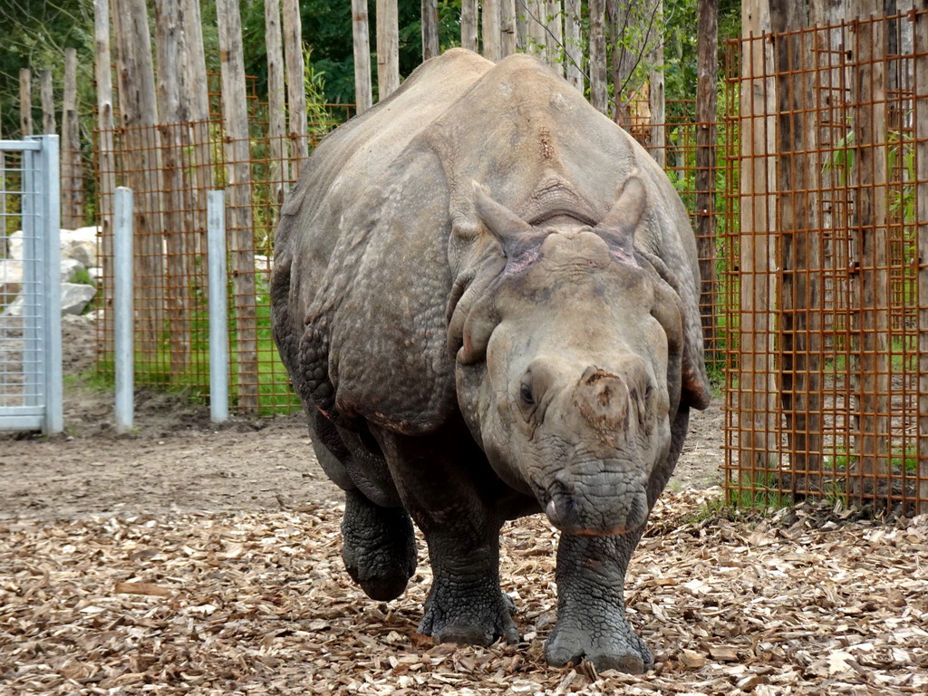 Indian Rhinoceros at the Dierenrijk zoo