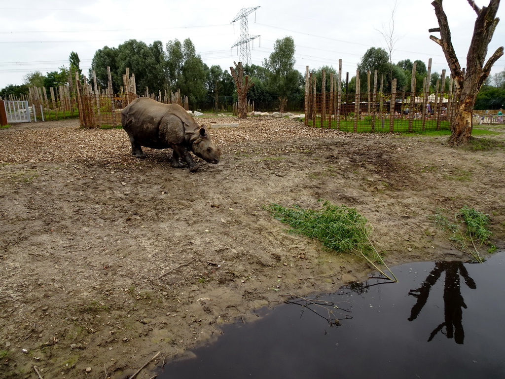 Indian Rhinoceros walking to the leaves at the Dierenrijk zoo