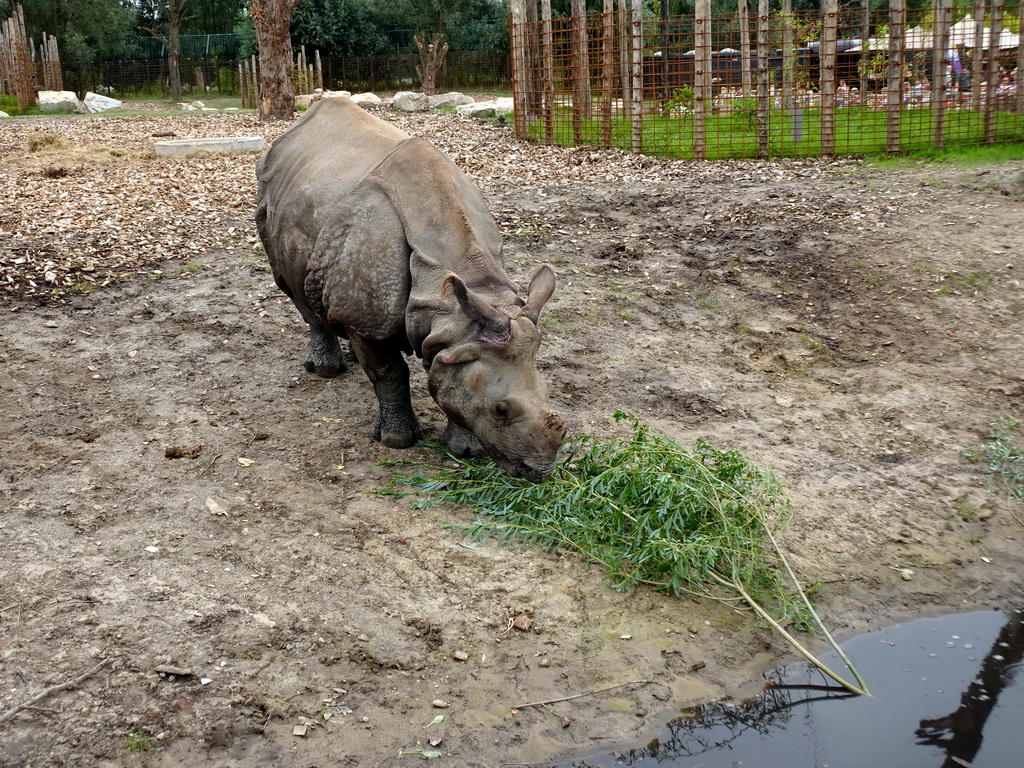 Indian Rhinoceros eating leaves at the Dierenrijk zoo