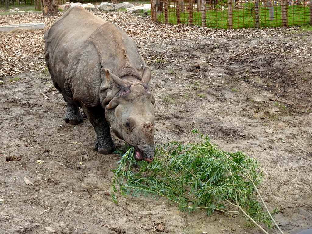 Indian Rhinoceros eating leaves at the Dierenrijk zoo