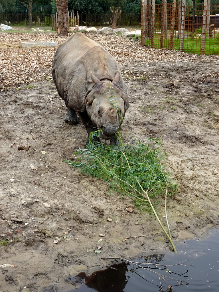 Indian Rhinoceros eating leaves at the Dierenrijk zoo