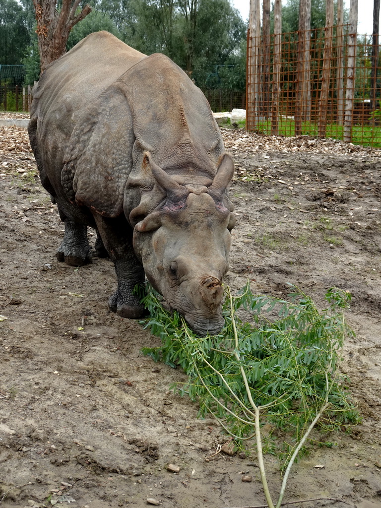 Indian Rhinoceros eating leaves at the Dierenrijk zoo