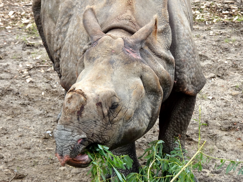 Indian Rhinoceros eating leaves at the Dierenrijk zoo