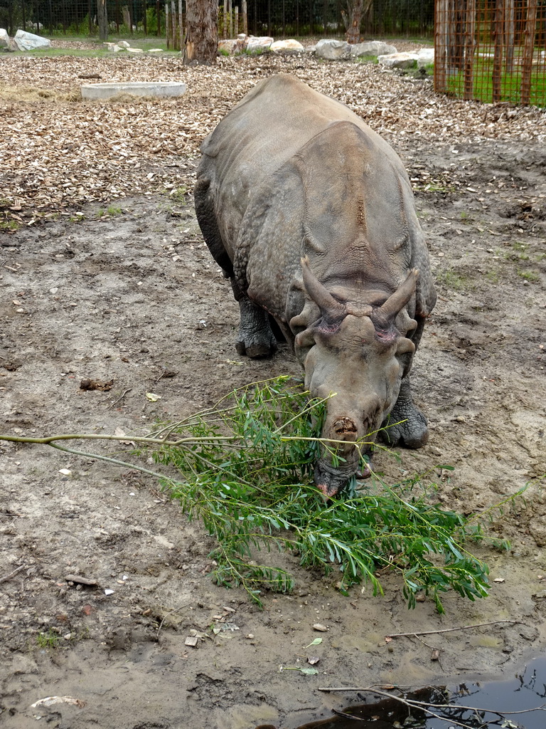 Indian Rhinoceros eating leaves at the Dierenrijk zoo