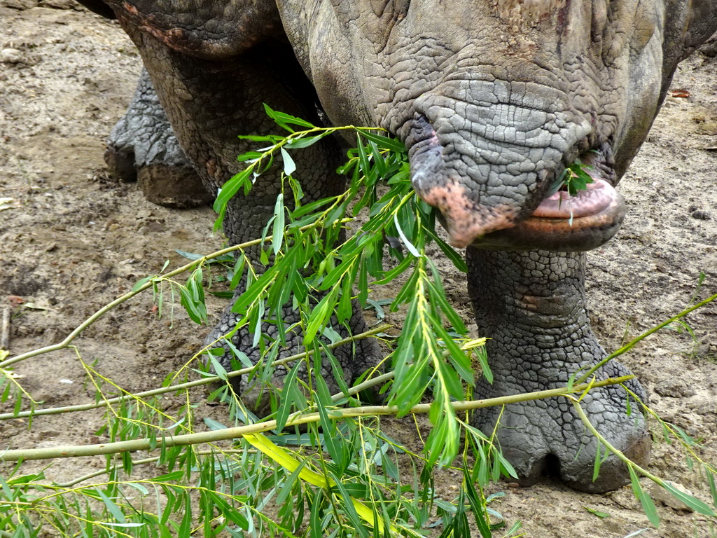 Indian Rhinoceros eating leaves at the Dierenrijk zoo