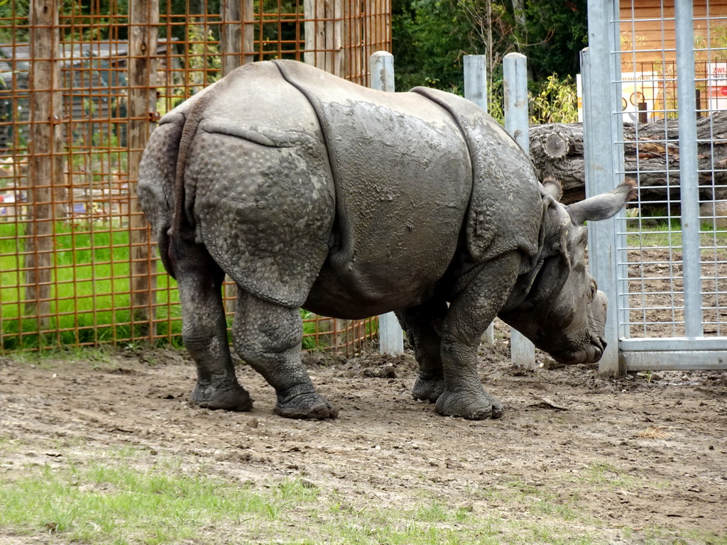 Indian Rhinoceros at the Dierenrijk zoo