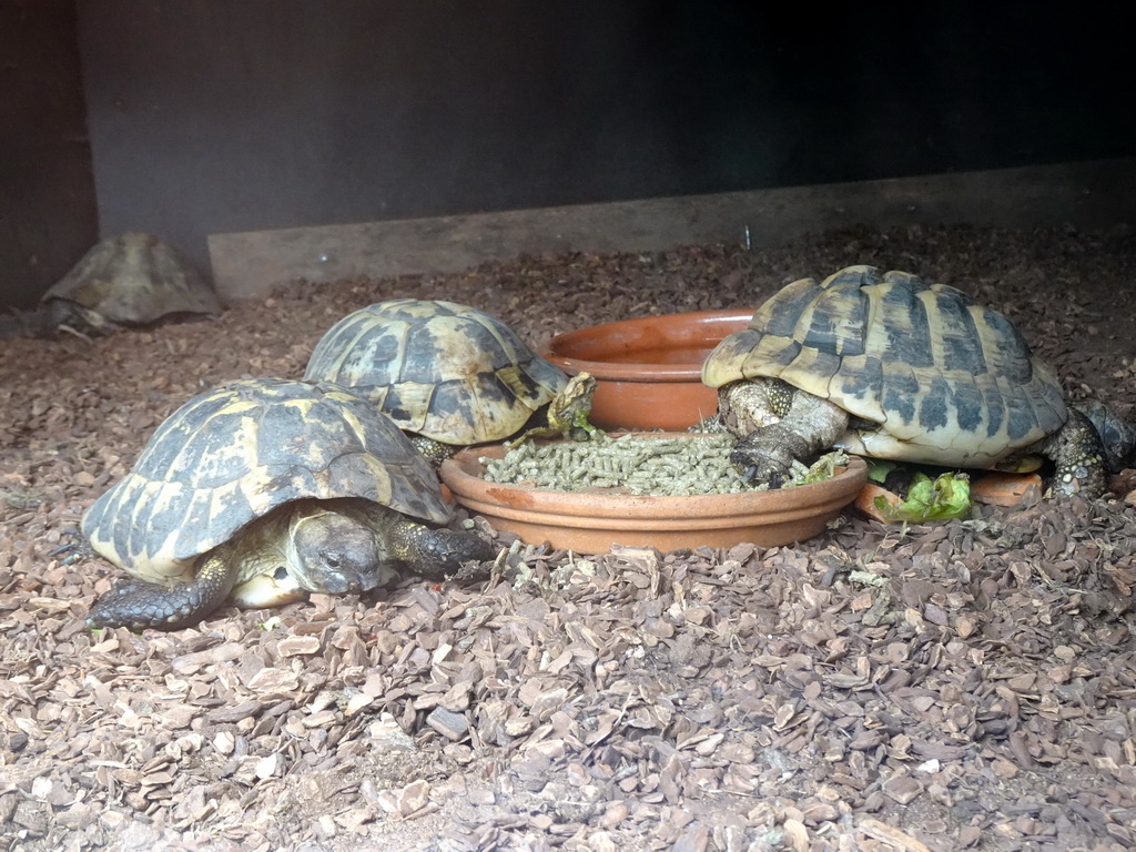 Hermann`s Tortoises being fed at the Dierenrijk zoo