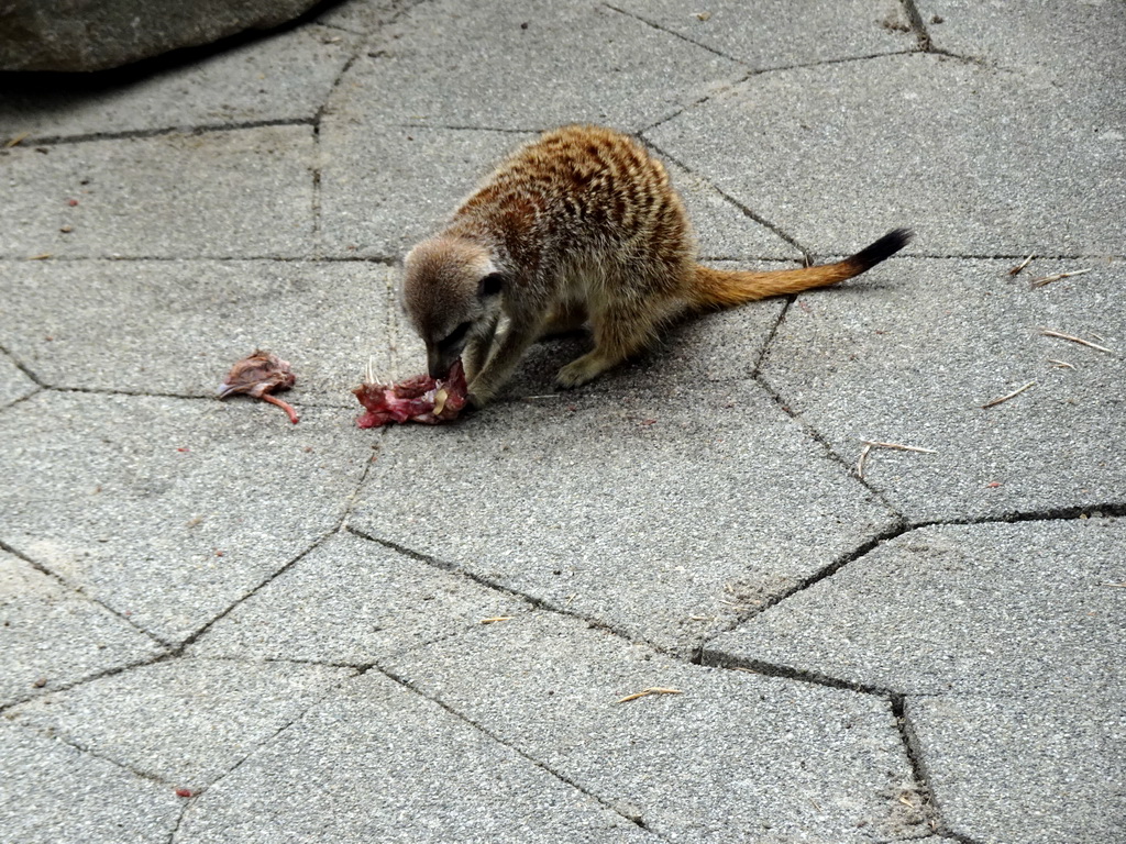 Meerkat being fed in front of the Dierenrijk zoo