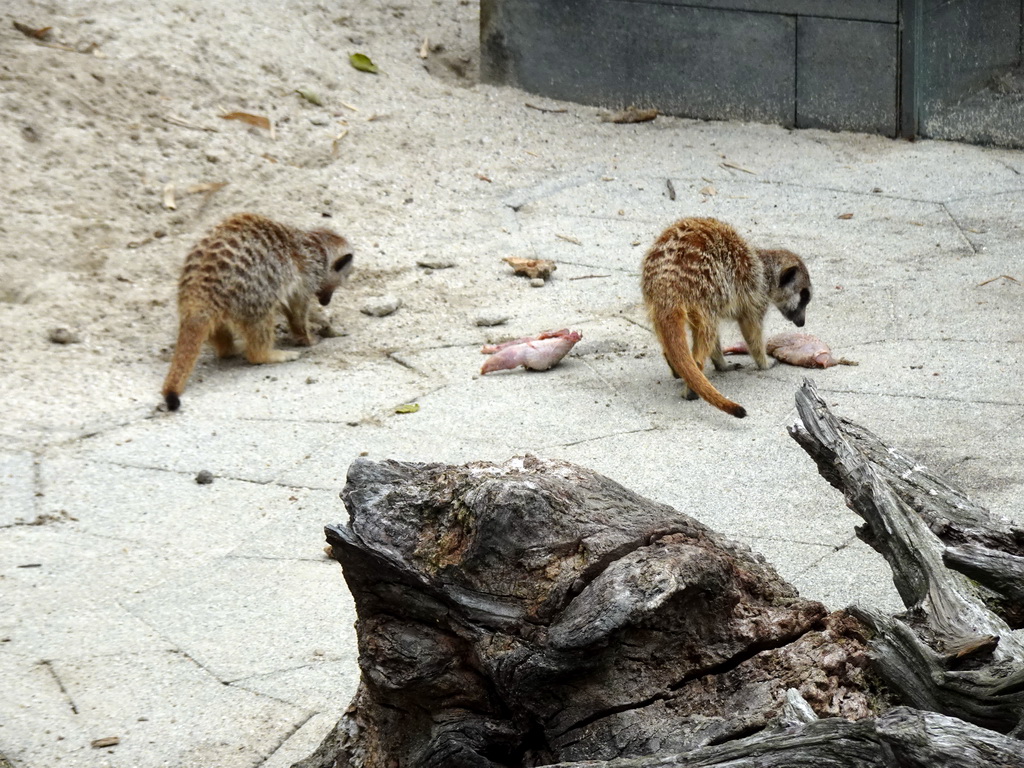 Meerkats being fed in front of the Dierenrijk zoo