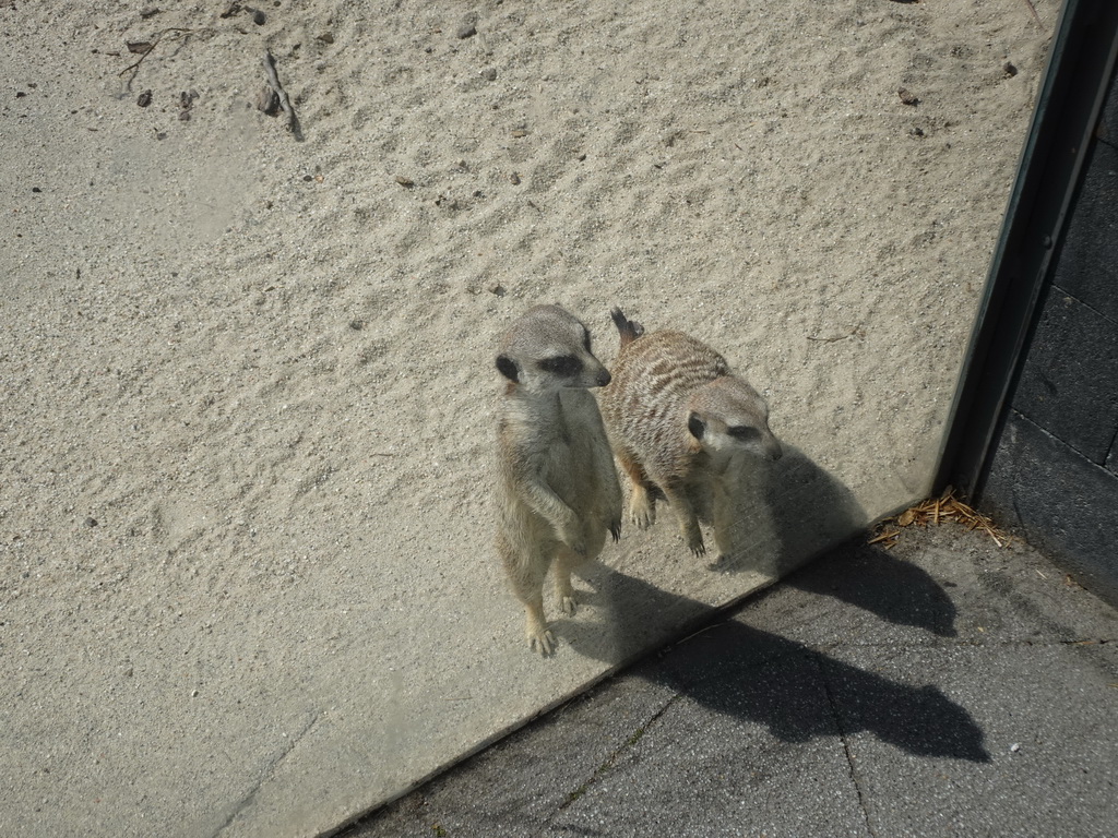 Meerkats in front of the Dierenrijk zoo