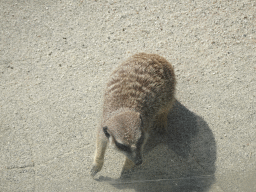 Meerkat in front of the Dierenrijk zoo