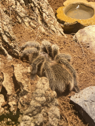 Tarantula at the Indoor Apenkooien hall at the Dierenrijk zoo