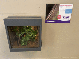 Indian Stick Insects at the Indoor Apenkooien hall at the Dierenrijk zoo, with explanation