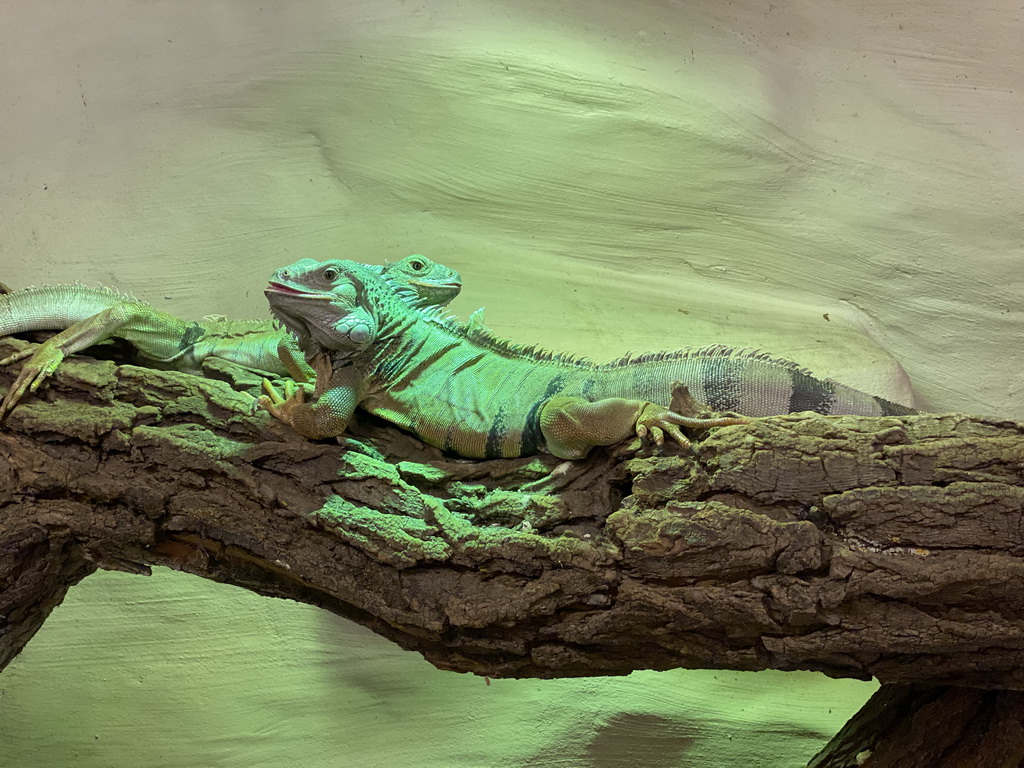 Green Iguanas at the Indoor Apenkooien hall at the Dierenrijk zoo