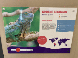 Explanation on the Green Iguana at the Indoor Apenkooien hall at the Dierenrijk zoo