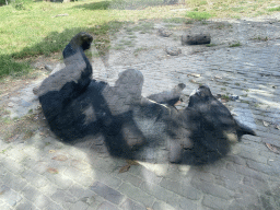 Asian Black Bear at the Dierenrijk zoo