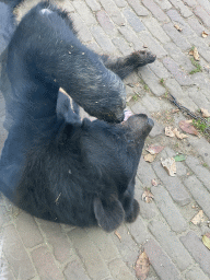 Asian Black Bear at the Dierenrijk zoo