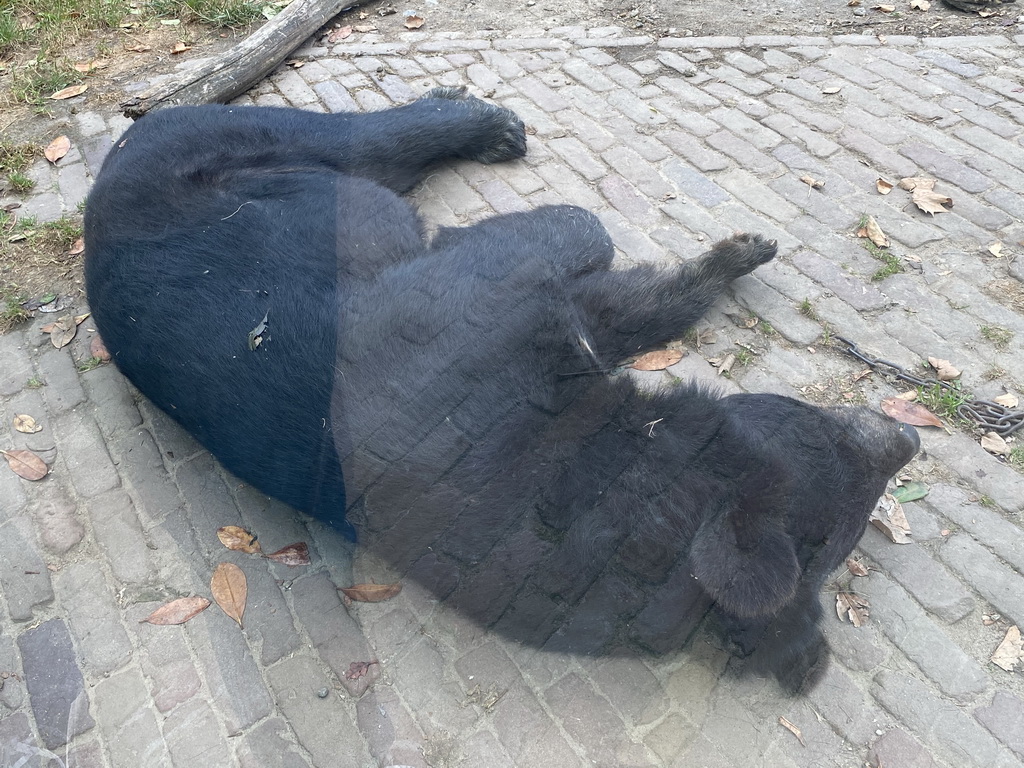Asian Black Bear at the Dierenrijk zoo
