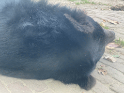 Head of an Asian Black Bear at the Dierenrijk zoo