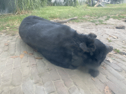 Asian Black Bear at the Dierenrijk zoo