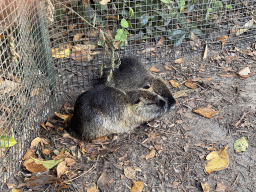 Coypus at the Dierenrijk zoo