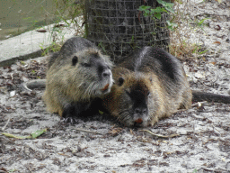 Coypus at the Dierenrijk zoo