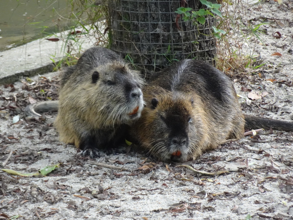 Coypus at the Dierenrijk zoo