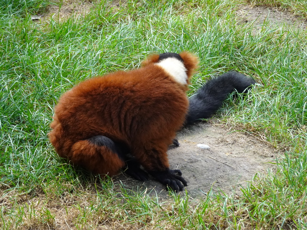 Red Ruffed Lemur at the Dierenrijk zoo