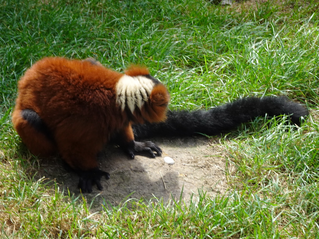 Red Ruffed Lemur at the Dierenrijk zoo