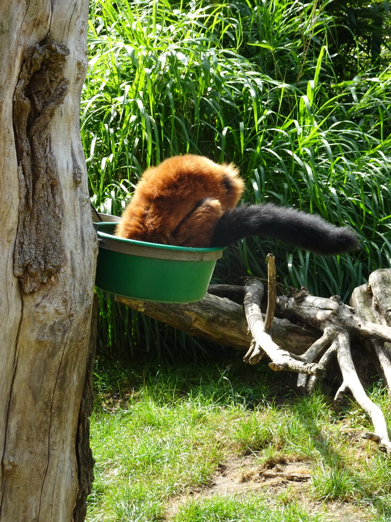 Red Ruffed Lemur at the Dierenrijk zoo