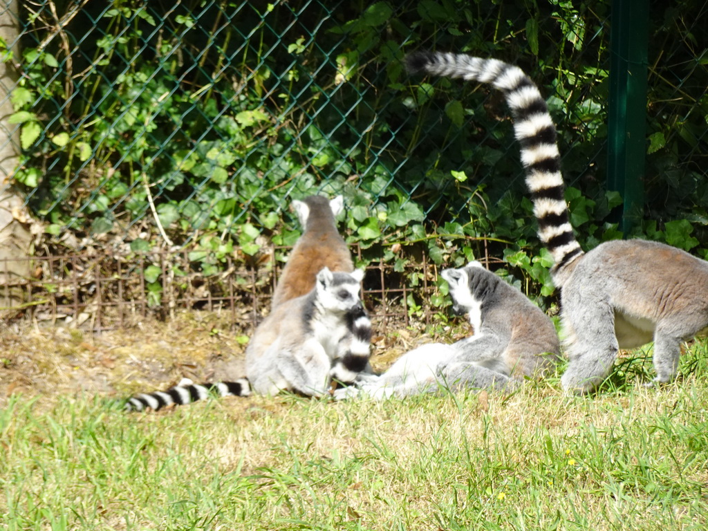 Ring-tailed Lemurs at the Dierenrijk zoo