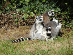 Ring-tailed Lemurs at the Dierenrijk zoo