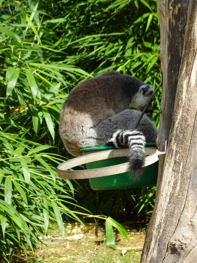 Ring-tailed Lemur at the Dierenrijk zoo