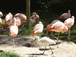 Chilean Flamingos and Eurasian Spoonbills at the Dierenrijk zoo