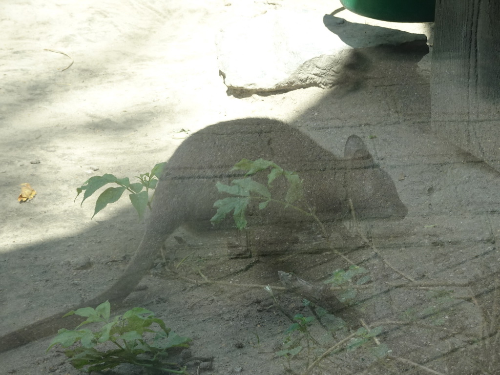 Parma Wallaby at the Dierenrijk zoo