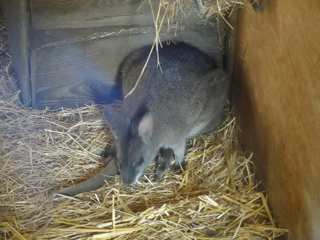 Parma Wallaby at the Dierenrijk zoo