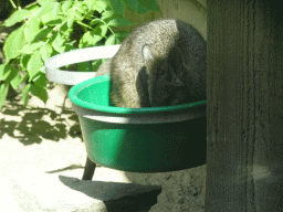 Parma Wallaby at the Dierenrijk zoo