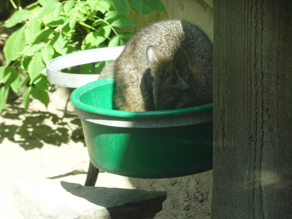 Parma Wallaby at the Dierenrijk zoo