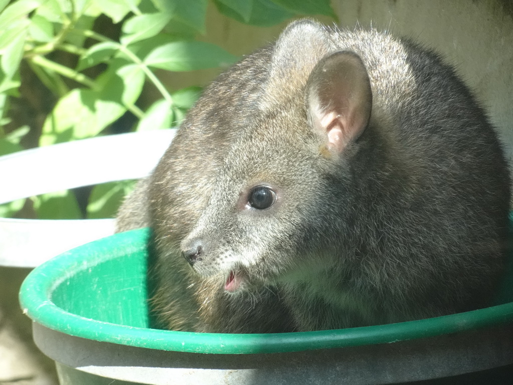 Parma Wallaby at the Dierenrijk zoo